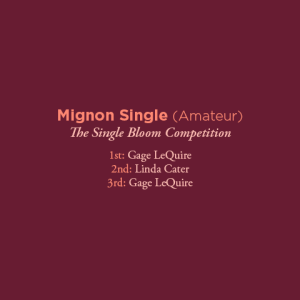 Mignon Single Amateur